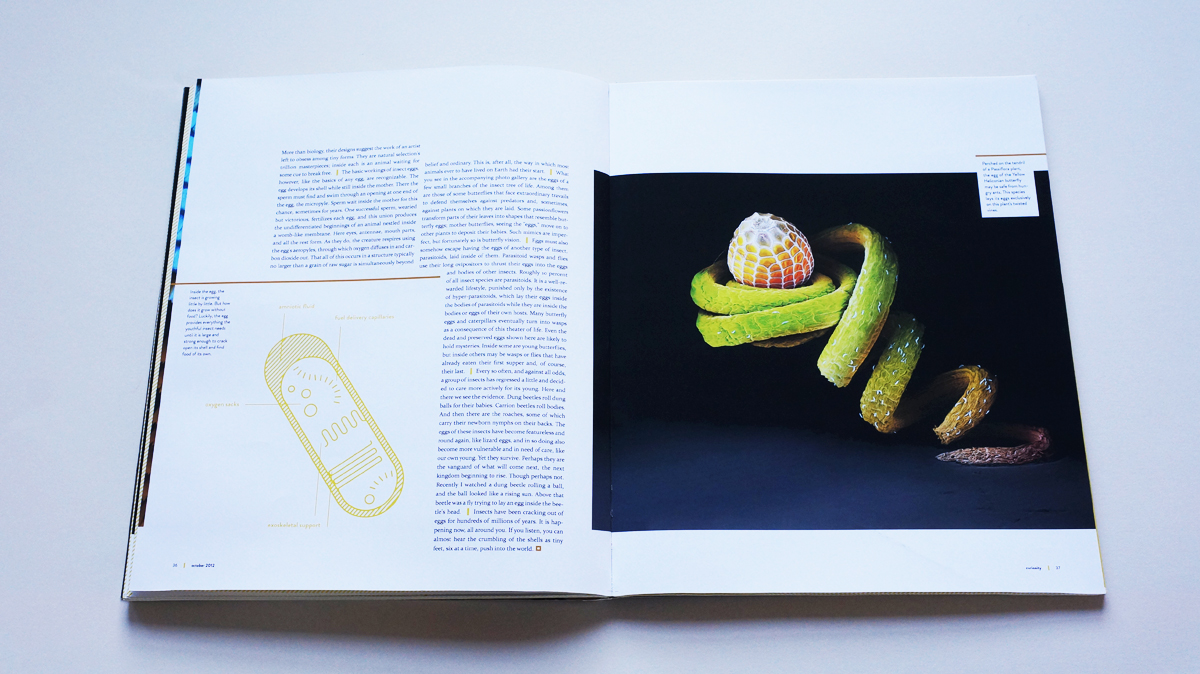 Short text introduces the concept of the butterfly egg-based photo essay. Opposite is a photograph of a tiny egg perched atop a plant tendril.