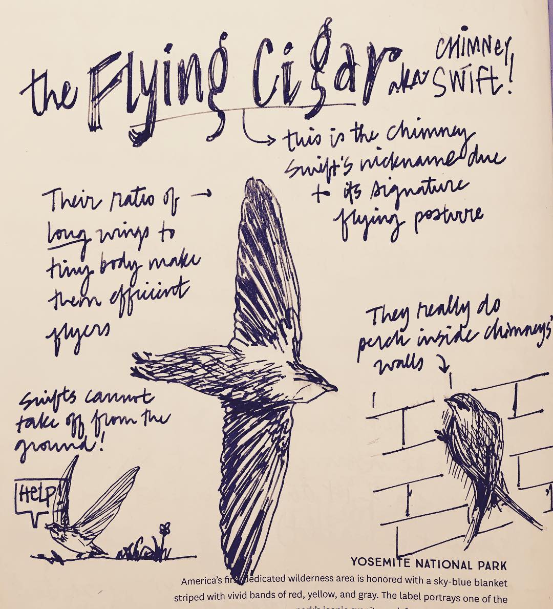 A sketch of a few chimney swifts: one in the center flying with wings extended.