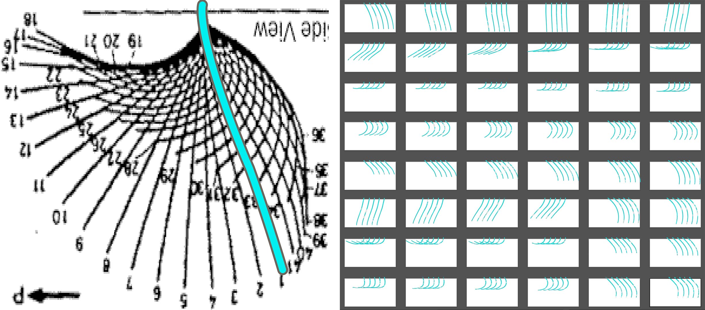 An illustrated cilium overlays a diagram mapping the motion of a single cilium. Next to it is a series of panels of all cilia, each representing a single step of the previously mentioned diagram.
