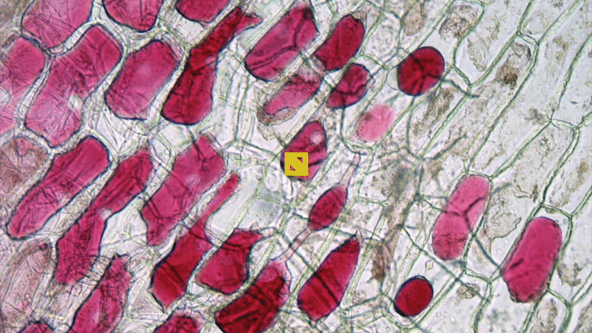 An animated .GIF featuring a photo of red onion cells is zoomed and panned.