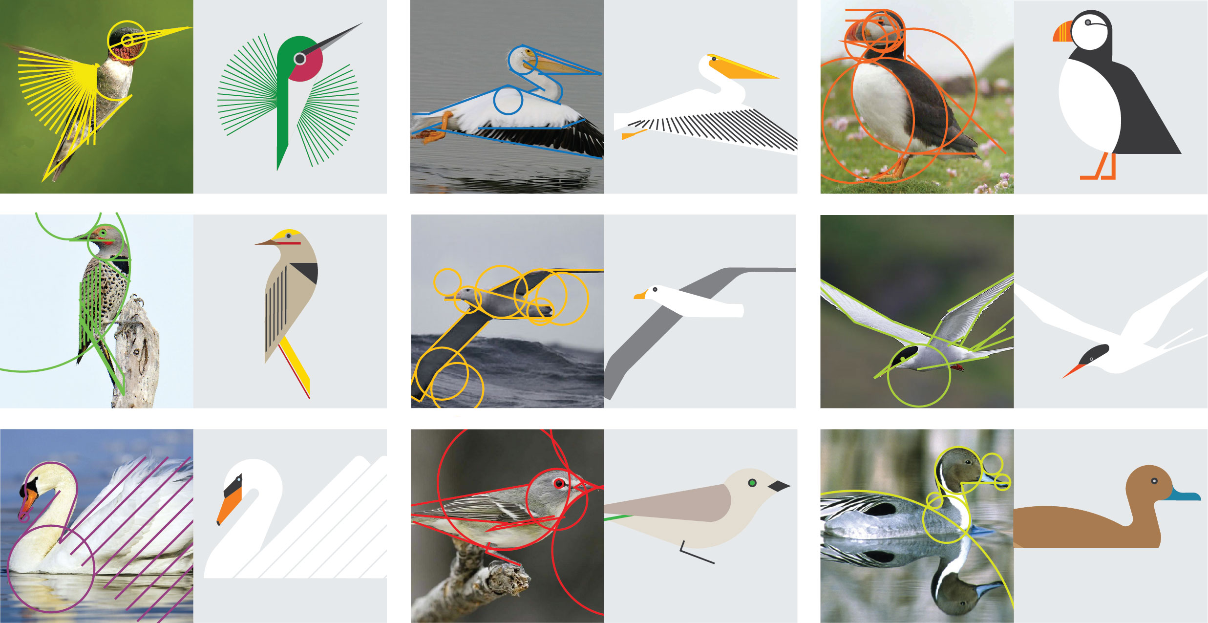 A sampling of nine bird photo-illustration pairings. Each photo has lines and circles overlaid which built the foundation for the structure of the illustration.