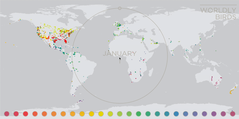 An animated .GIF of the Worldly Birds app, wherein the ruby-throated hummingbird’s and gold-crested flicker’s buttons are hovered on, embiggening their sighting’s dots on the map. (Embiggening is a real word, yo! So of course I had to use it somewhere.)